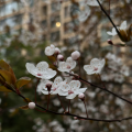 木喜