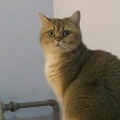 小白菜狗