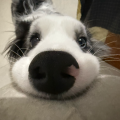 大鹏的小屋