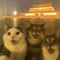 于青幼