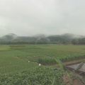 何旺洋