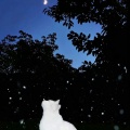 院子里的猫