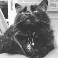 Music For Cats、Cat Music Dreams、Music for Cats TA