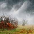 Rain Relax、Relax My Dog、Relax Meditation