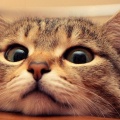 Meow、Davronov Komronbek