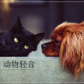 小宠物音乐