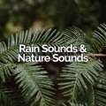 Rain Sounds & Nature Sounds、Meditacao Clube、Thunder Storms & Rain Sounds