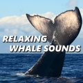 Whale Sounds