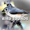 Bird Sounds、Mother Nature Sound FX、Nature Sounds Paradise