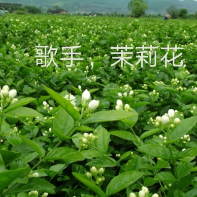 茉莉花