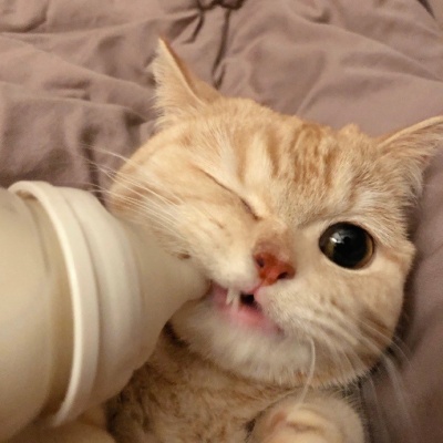 猫的房东资料,猫的房东最新歌曲,猫的房东MV视频,猫的房东音乐专辑,猫的房东好听的歌
