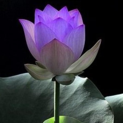 明若晓溪资料,明若晓溪最新歌曲,明若晓溪MV视频,明若晓溪音乐专辑,明若晓溪好听的歌