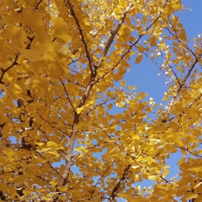 杏花微雨湿紅綃资料,杏花微雨湿紅綃最新歌曲,杏花微雨湿紅綃MV视频,杏花微雨湿紅綃音乐专辑,杏花微雨湿紅綃好听的歌