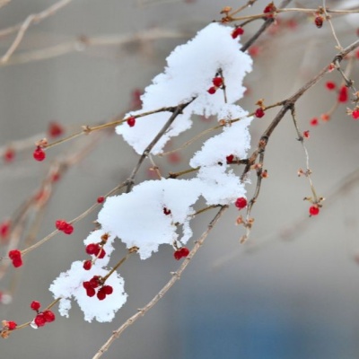 那年下雪冬天