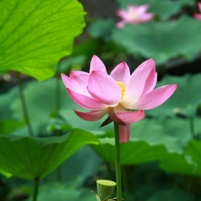 指如兰花心如莲