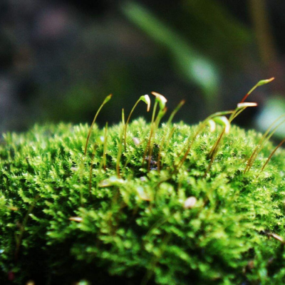 苔花如米小