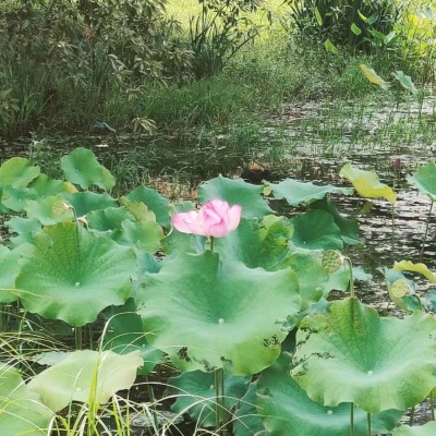 曹伯迪资料,曹伯迪最新歌曲,曹伯迪MV视频,曹伯迪音乐专辑,曹伯迪好听的歌