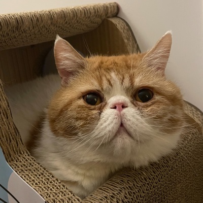 老猫计划资料,老猫计划最新歌曲,老猫计划MV视频,老猫计划音乐专辑,老猫计划好听的歌