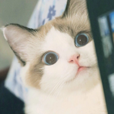 Cat资料,Cat最新歌曲,CatMV视频,Cat音乐专辑,Cat好听的歌