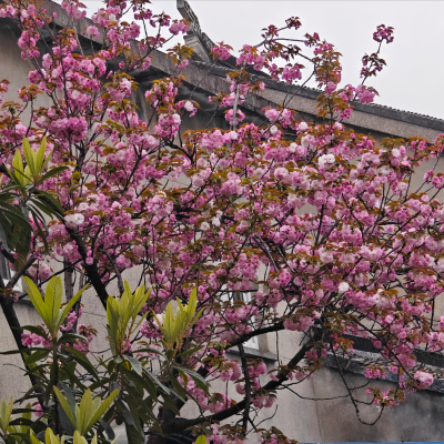 雷华艳资料,雷华艳最新歌曲,雷华艳MV视频,雷华艳音乐专辑,雷华艳好听的歌