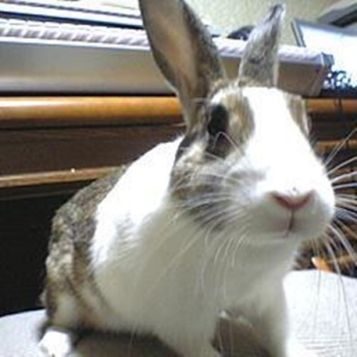 どぶウサギ资料,どぶウサギ最新歌曲,どぶウサギMV视频,どぶウサギ音乐专辑,どぶウサギ好听的歌