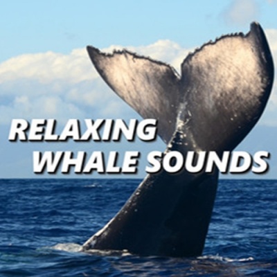 Whale Sounds资料,Whale Sounds最新歌曲,Whale SoundsMV视频,Whale Sounds音乐专辑,Whale Sounds好听的歌