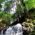 The Nature Sounds Society Japan