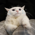 YANGHAHA