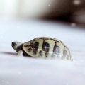 SilenceH资料,SilenceH最新歌曲,SilenceHMV视频,SilenceH音乐专辑,SilenceH好听的歌