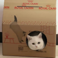 十二