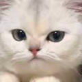 昨消