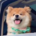 蒸汽小葵
