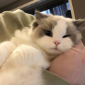 呆瓜bb