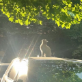 苏比努·玉散江