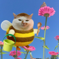 mello 哥