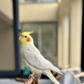 举觞踏歌