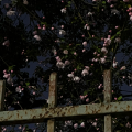 盐雨花