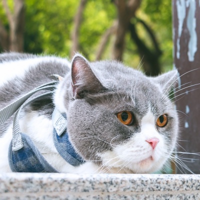 少冰不加糖